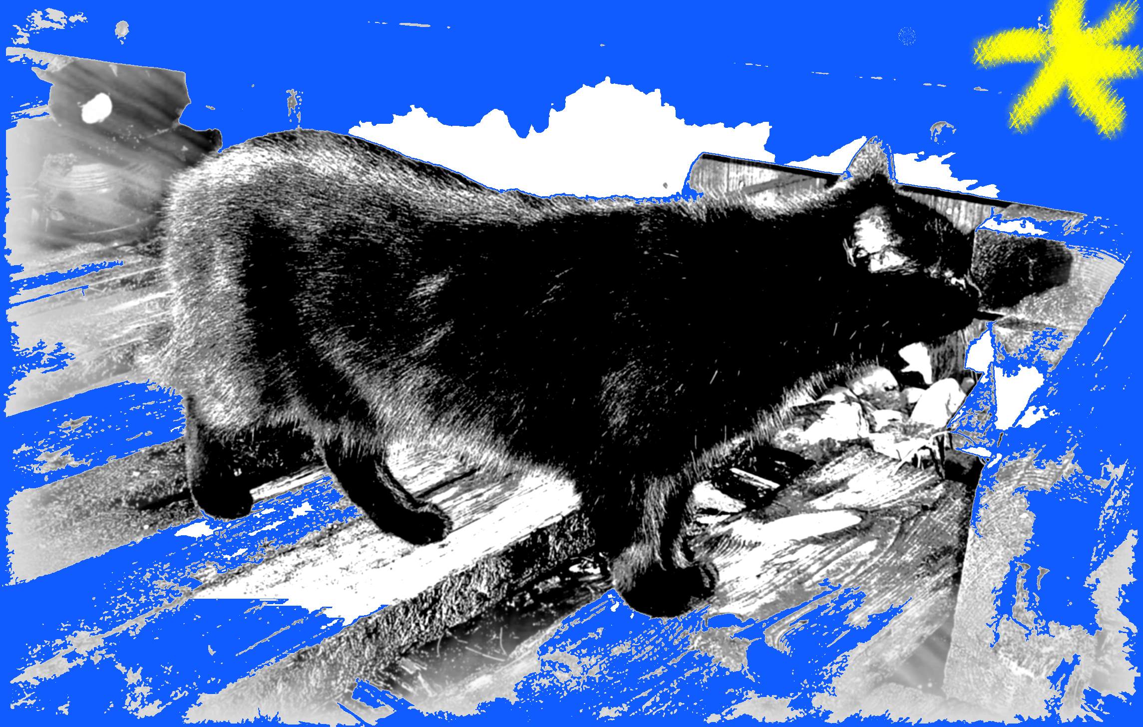 czarny kot i niebieski